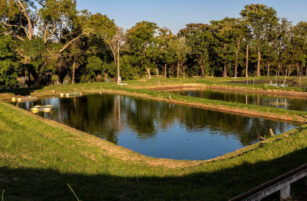 Rectangular fish ponds with clear water, surrounded by green grass and trees under a blue sky, reflecting the landscape. Some floating equipment is visible on the pond surface.