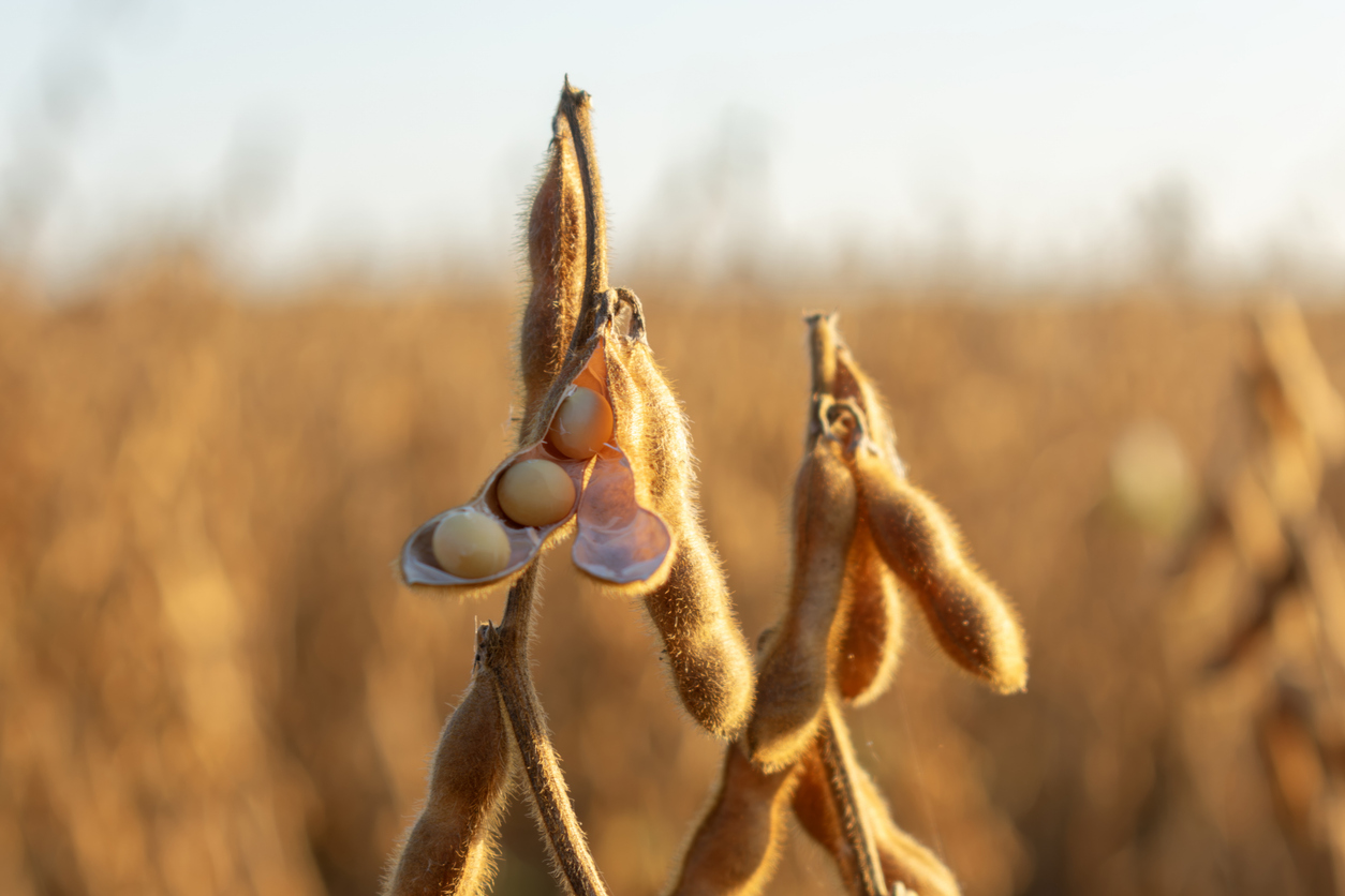 Close-up of a soybean pod with some beans exposed, set against a blurred background of a sunlit field. The pod and beans are light brown and covered in fine hairs.
