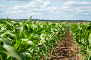 Rows of young green maize plants grow in a field under a partly cloudy sky, with soil visible between the rows and a distant tree line in the background.