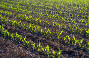 Young green seedlings growing in neat rows across a sunlit field, with dark soil visible between the plants. The image captures the early stages of crop growth in a cultivated agricultural landscape.