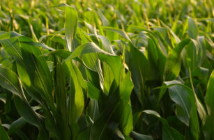 Close-up of green maize plants growing in a field, with sunlight highlighting the leaves. The dense foliage creates a lush, vibrant scene.