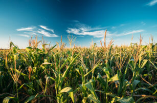 A lush green cornfield stretches under a vivid blue sky with scattered white clouds. Tall maize stalks dominate the foreground, glowing in the sunlight, suggesting a warm, clear day in a rural landscape.