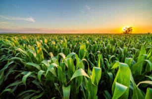 A lush green maize field stretches into the distance under a clear sky at sunset, with the sun low on the horizon casting a warm golden light over the landscape.