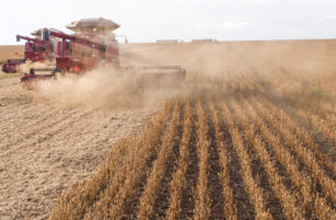 Two large red combine harvesters work side by side, harvesting crops in a vast, dusty field under a partly cloudy sky, leaving neat rows of cut plants behind.
