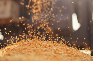 Golden corn kernels fall in mid-air onto a large pile, with sunlight illuminating the scene and creating a warm, vibrant atmosphere. The background is blurred, drawing focus to the motion of the kernels.