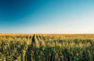 A vast maize field under a clear blue sky with a small crescent moon visible above the horizon; rows of maize plants stretch into the distance, bathed in warm sunlight.