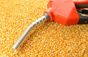 A red petrol pump nozzle lies on a large pile of yellow maize kernels, symbolising the concept of biofuel made from maize.