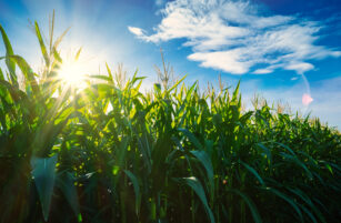 Tall green maize stalks in a field are illuminated by bright sunlight, with a blue sky and scattered white clouds overhead. The sun is partially visible, casting rays through the leaves.
