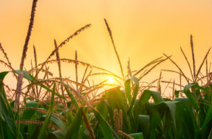 Maize plants in a field with tassels silhouetted against a bright, golden sunrise or sunset sky, creating a warm and peaceful atmosphere.