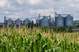 A maize field with tall green stalks in the foreground and several large silver grain silos and industrial structures in the background under a partly cloudy sky.