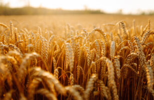 Golden wheat field close-up with sunlit stalks under a bright sky, capturing a warm and abundant harvest atmosphere.
