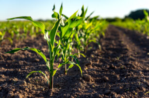 Close-up of young green maize plants growing in neat rows in a field, with dry brown soil and blurred background under a clear sky, captured in bright sunlight.
