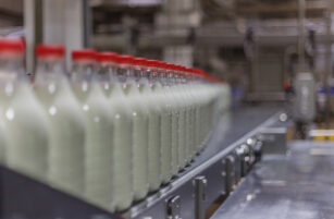Glass bottles filled with milk, each sealed with a red cap, are lined up on a conveyor belt in a factory setting, ready for packaging or distribution.
