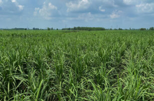 A lush green sugarcane field stretches into the distance under a partly cloudy sky, with tall grass-like plants dominating the landscape.