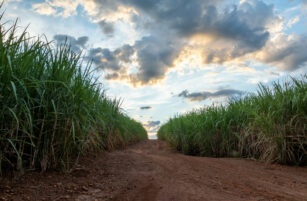 A dirt path runs between tall, green sugar cane plants under a dramatic, cloudy sky at sunset or sunrise.