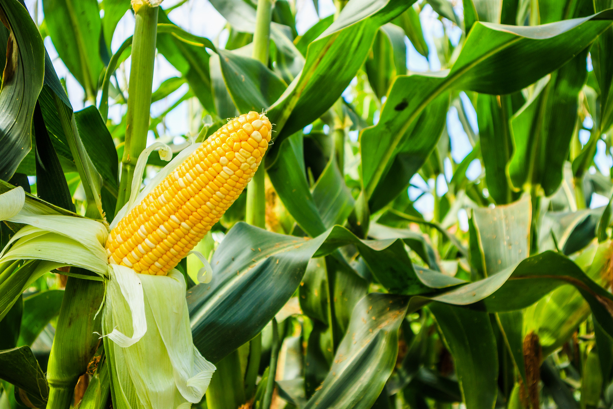 A close-up of a ripe ear of maize on the cob partially husked, growing among tall green maize plants in a field. The background features lush green leaves and stalks.