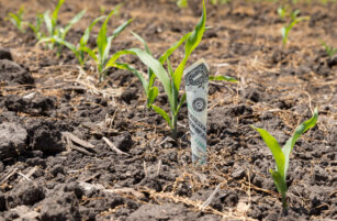 A dollar note is partially buried in soil among young green plants growing in a field.
