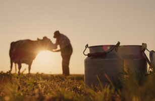 A metal milk churn sits in the grass at sunset, with a person tending to a cow in the background. The scene is warmly lit, suggesting a rural or farm setting in the early morning or evening.