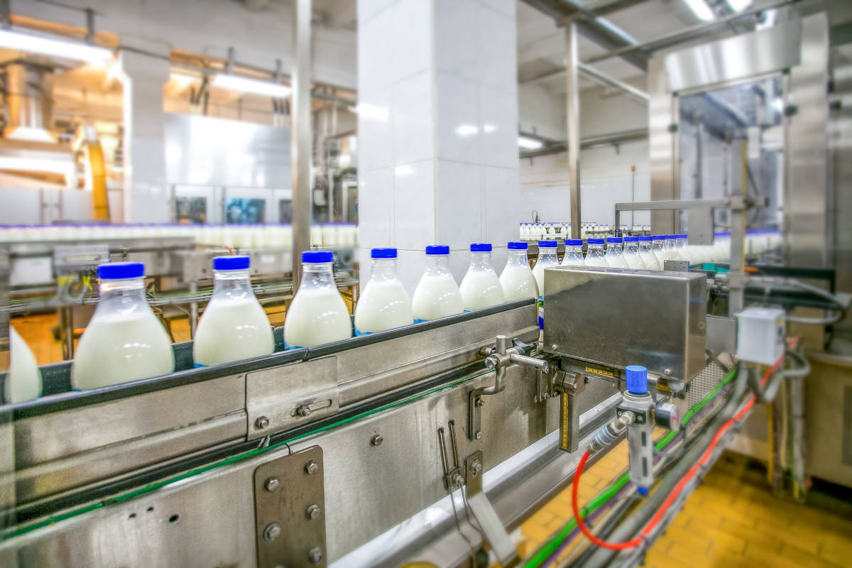Plastic bottles of milk with blue lids move along a conveyor belt inside a modern dairy processing plant with stainless steel equipment and bright lighting.