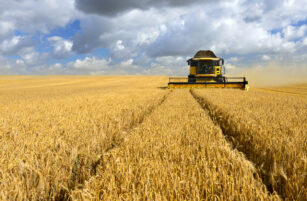 A combine harvester moves through a golden wheat field under a partly cloudy sky, cutting and collecting the crop, with tyre tracks visible in the harvested rows.