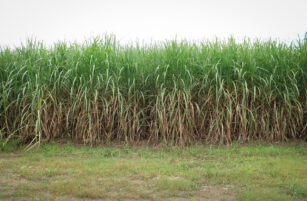 A dense field of tall green sugar cane plants with brown lower stalks, growing on soil with a patch of grass in front under a light, overcast sky.