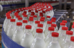 Rows of clear glass milk bottles with red caps move along a conveyor belt in a factory setting, indicating a milk production or bottling process.