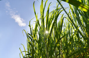 Tall green grass blades with sunlight shining through, set against a clear blue sky with a small white cloud in the upper left corner.