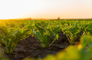 Green plants growing in rows in dark soil, with sunlight shining in the background during either sunrise or sunset, creating a warm and glowing atmosphere in the field.