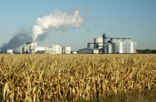A maize field with dry, yellow stalks is in the foreground. Behind it is an industrial plant with large silos and tanks, emitting white smoke into the clear blue sky.