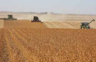 Three large combine harvesters and a tractor harvest a golden-brown crop in a vast, flat field under a clear sky, raising dust as they work.