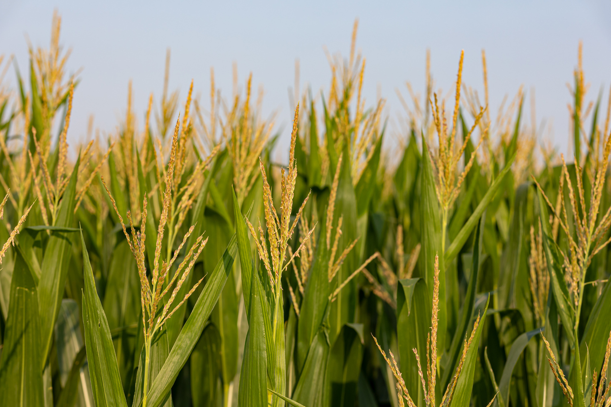 A close-up view of green maize plants with tassels under a clear blue sky, showing healthy growth in a maize field.