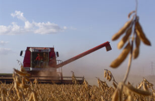 A red Massey Ferguson combine harvester working in a field of dry soya beans.